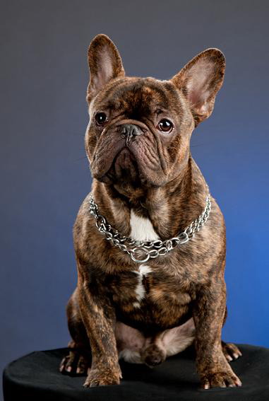 Pelagiia i belyi buldog. Pelagiia … Pelagiya i belyy buldog (TV Mini Series 2009) - IMDb